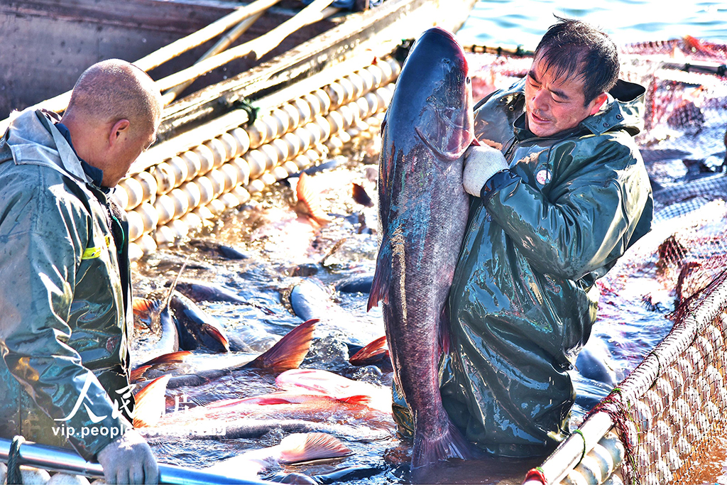 江苏如皋：龙游湖冬捕迎新春【4】