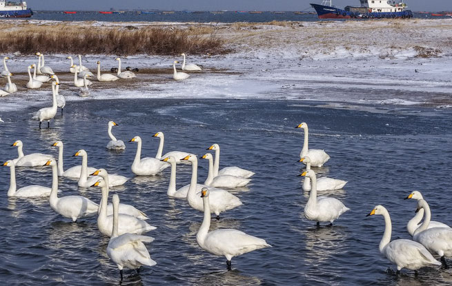 山东荣成：天鹅沐雪