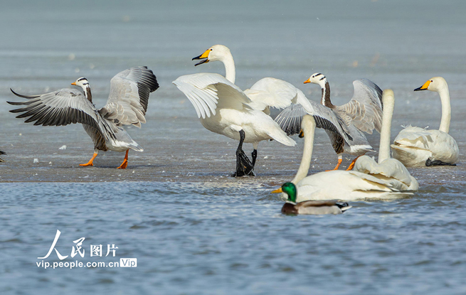 甘肃张掖：湿地鸟儿欢