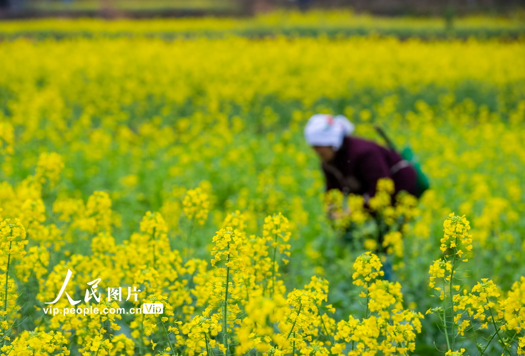 贵州从江：油菜管护正当时