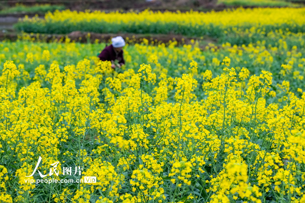 贵州从江：油菜管护正当时【3】