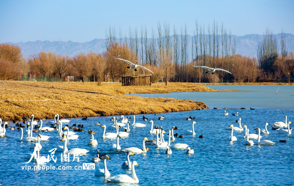 甘肃张掖：冰雪消融候鸟欢