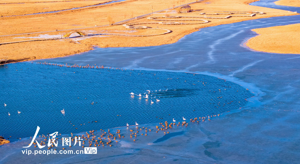 甘肃张掖：冰雪消融候鸟欢【3】