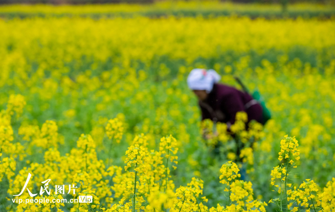 贵州从江：油菜管护正当时