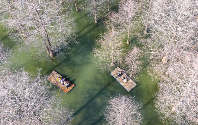 江苏沭阳：春游水杉林