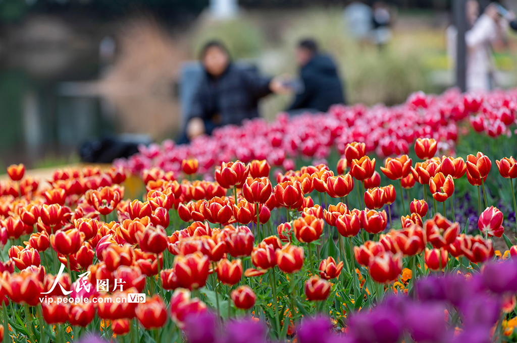 浙江金华：郁金香竞相绽放