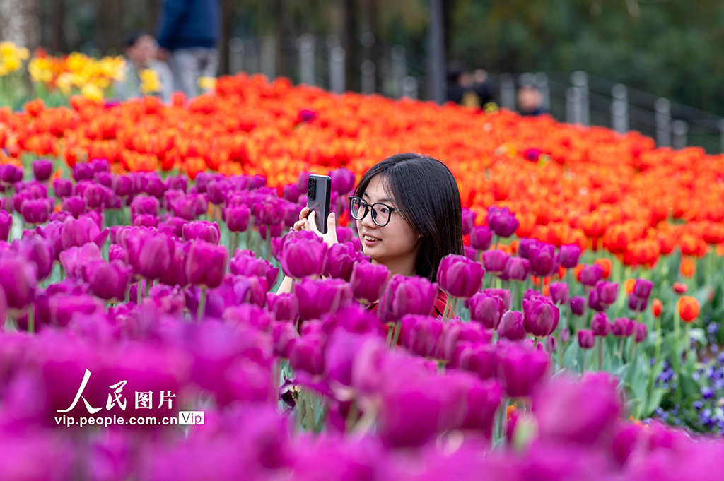 浙江金华：郁金香竞相绽放【2】