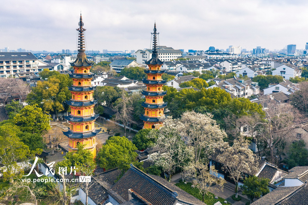 江苏苏州：玉兰花开映双塔