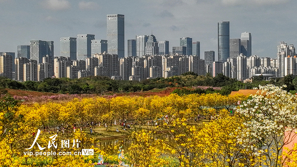广西南宁：黄花风铃木盛开【7】