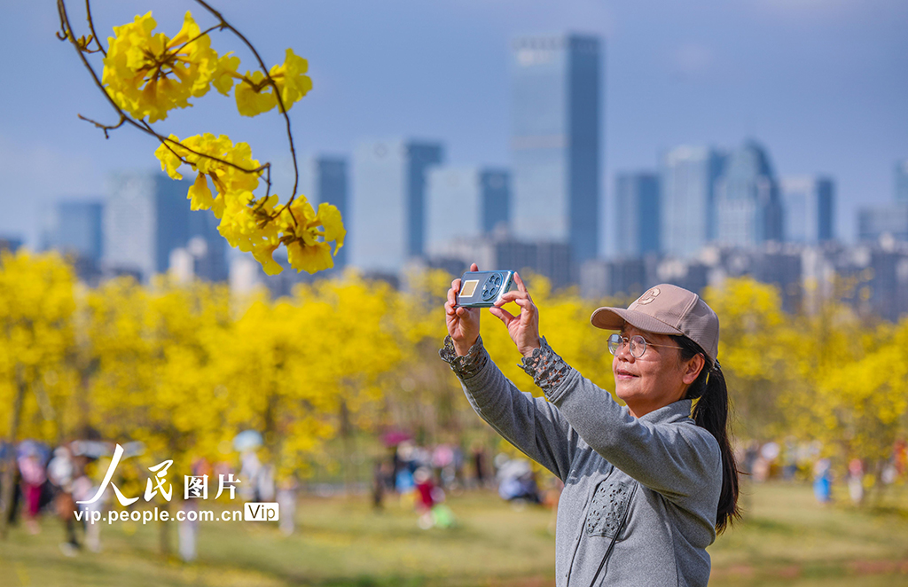 广西南宁：黄花风铃木盛开【3】