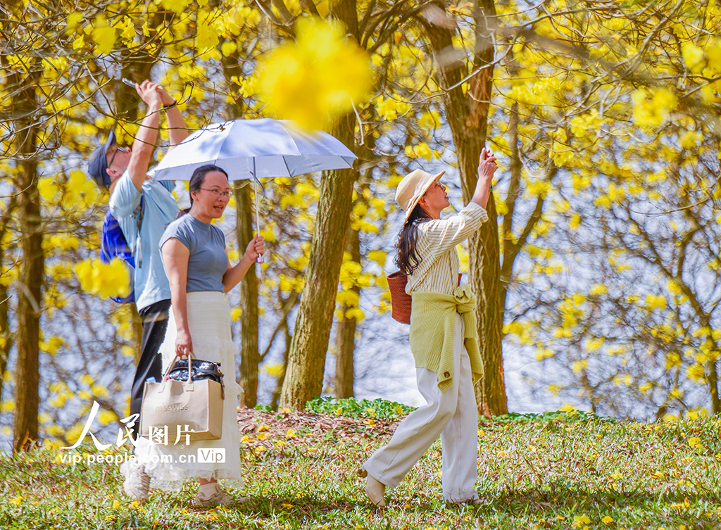 广西南宁：黄花风铃木盛开【2】