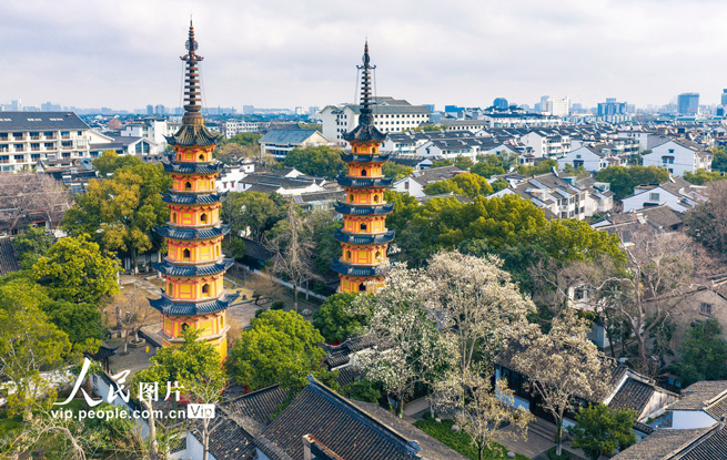 江苏苏州：玉兰花开映双塔