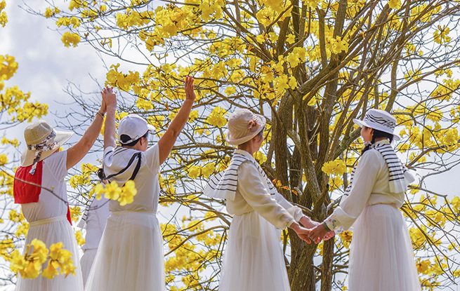 广西南宁：黄花风铃木盛开