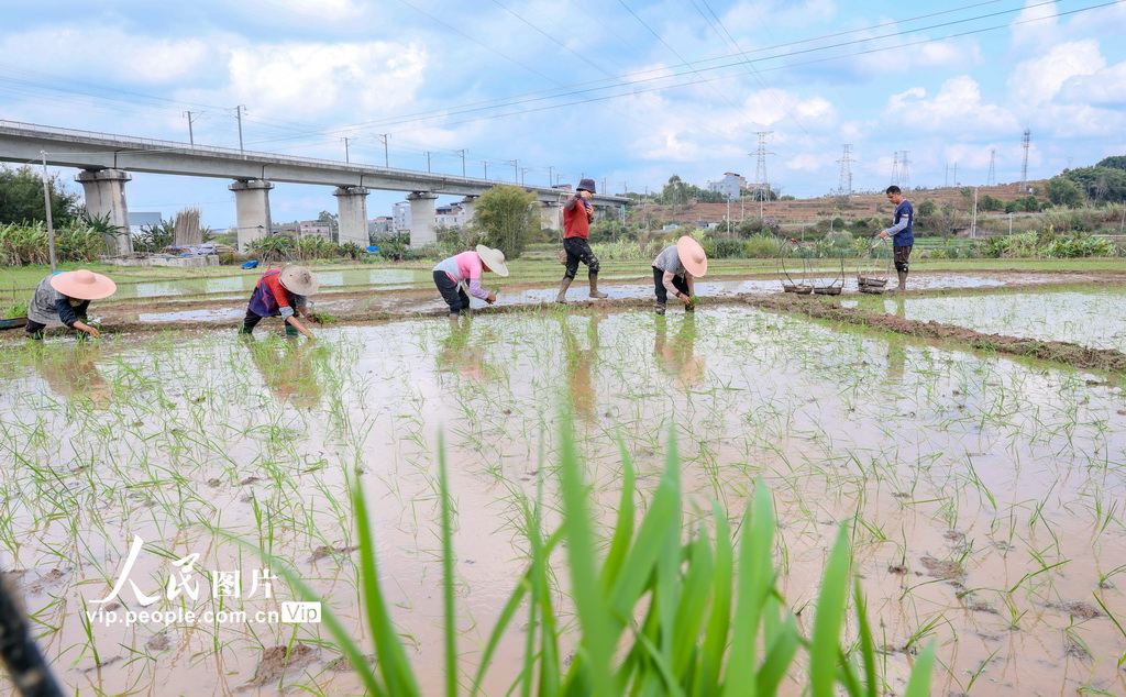 广西梧州：春耕正当时【2】