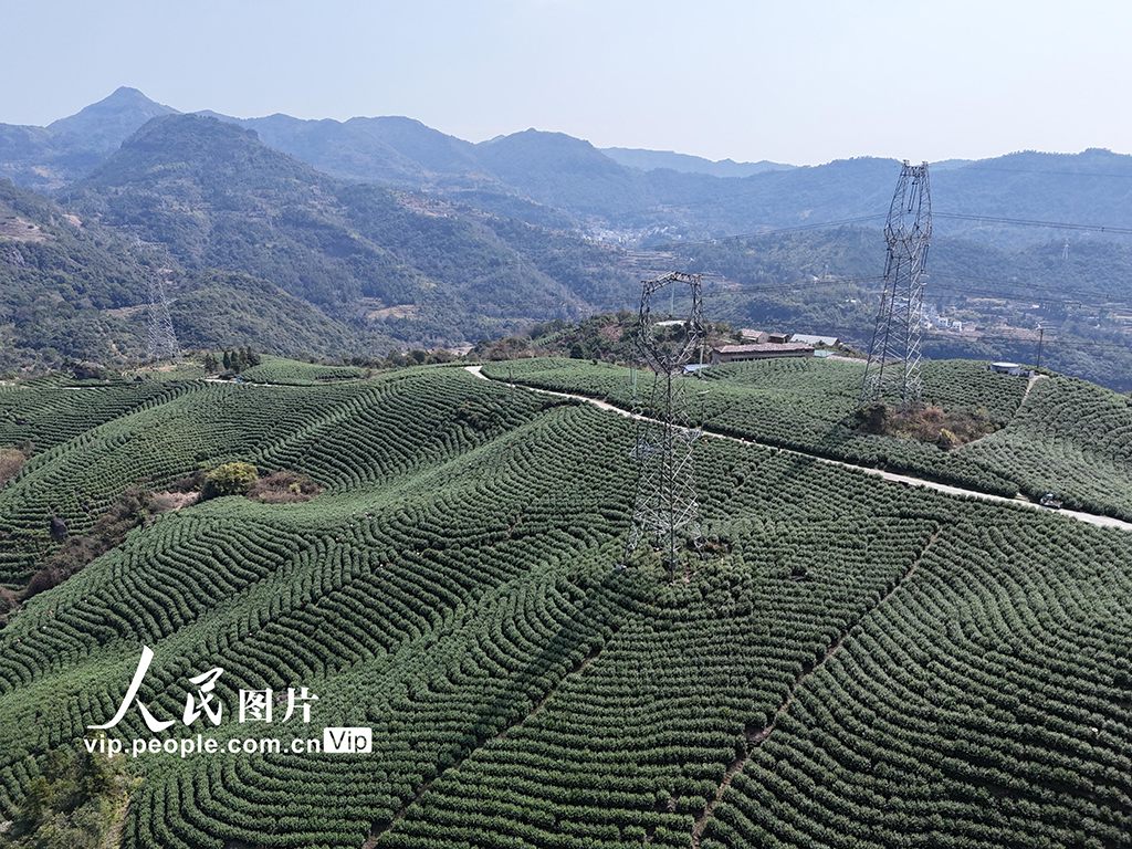 浙江乐清：早春采茶正当时【4】