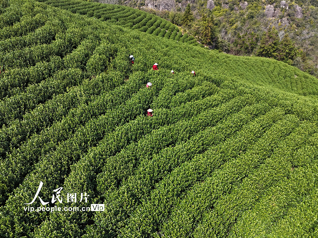 浙江乐清：早春采茶正当时