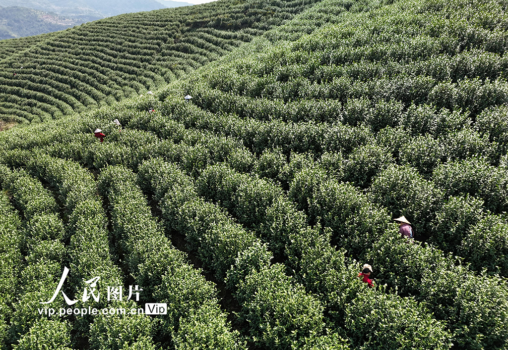 浙江乐清：早春采茶正当时【3】