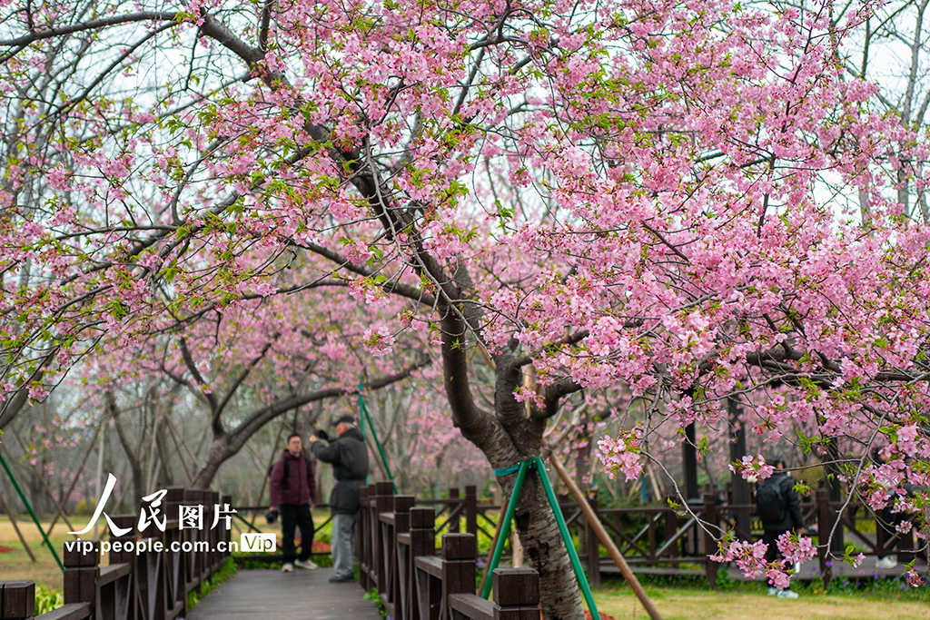 上海：顾村公园早樱绽放【7】
