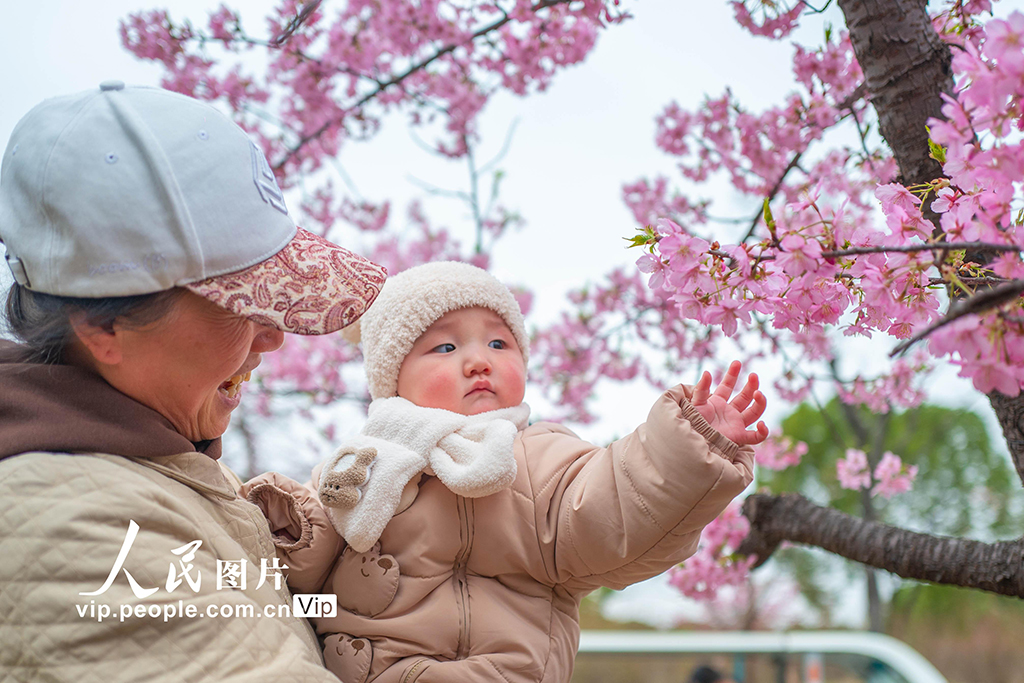 上海：顾村公园早樱绽放【5】