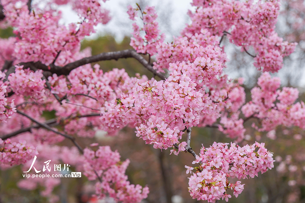 上海：顾村公园早樱绽放