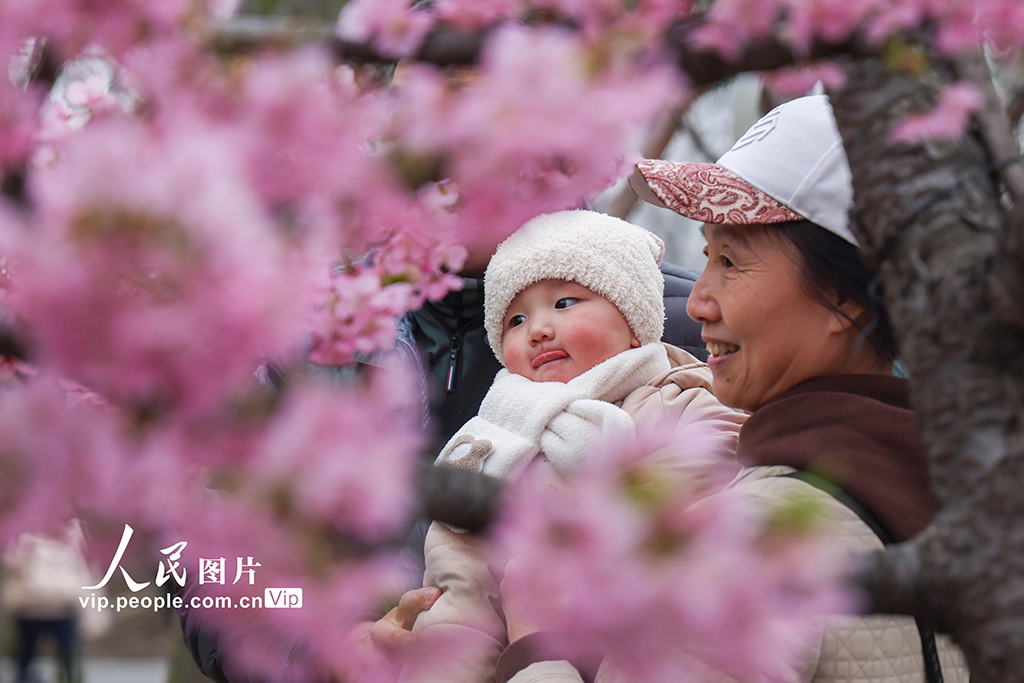 上海：顾村公园早樱绽放【2】