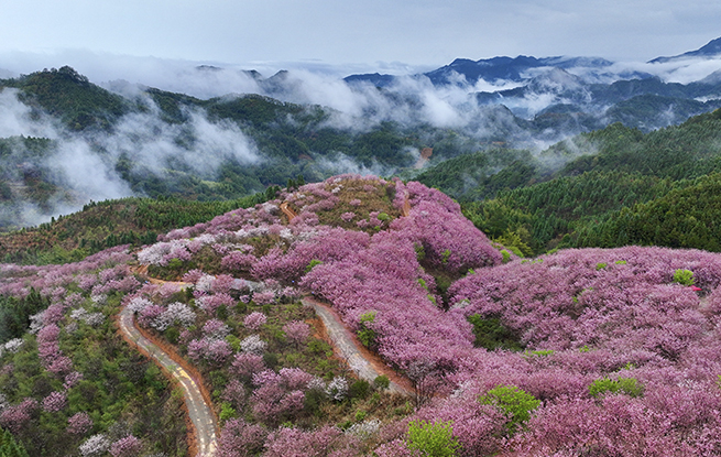 樱花绽放激活“春日经济”