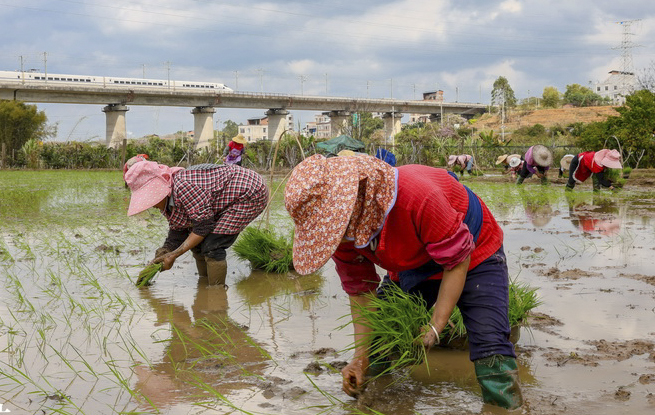 广西梧州：春耕正当时