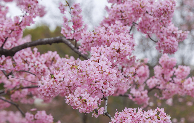 上海：顾村公园早樱绽放
