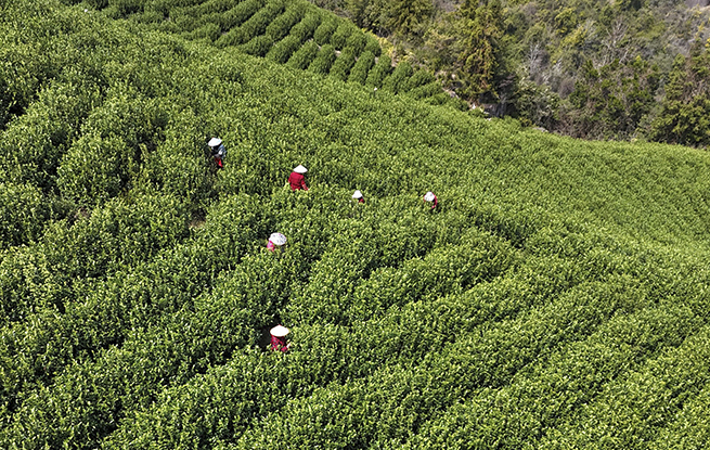 浙江乐清：早春采茶正当时