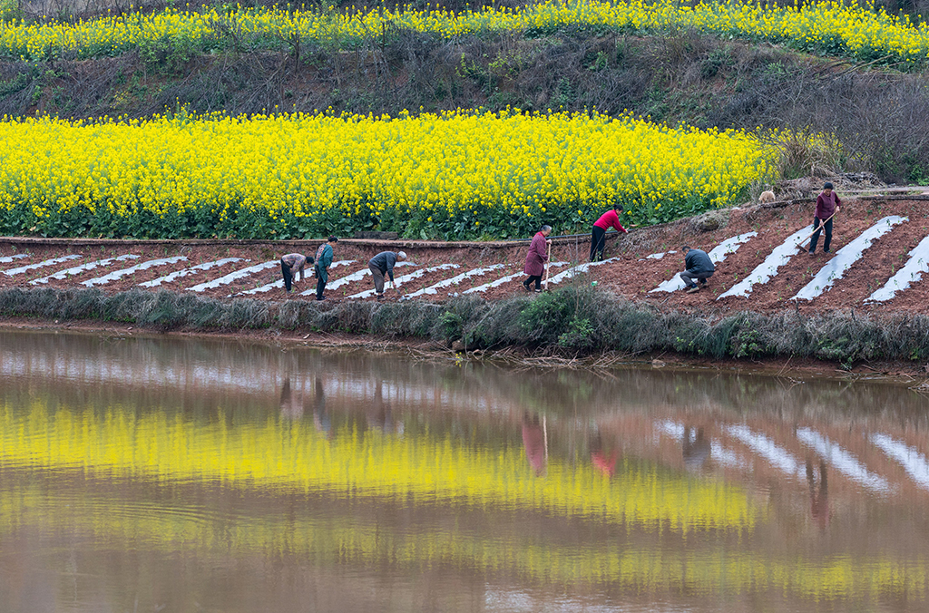 3月6日，村民在天宫庙村耕作。