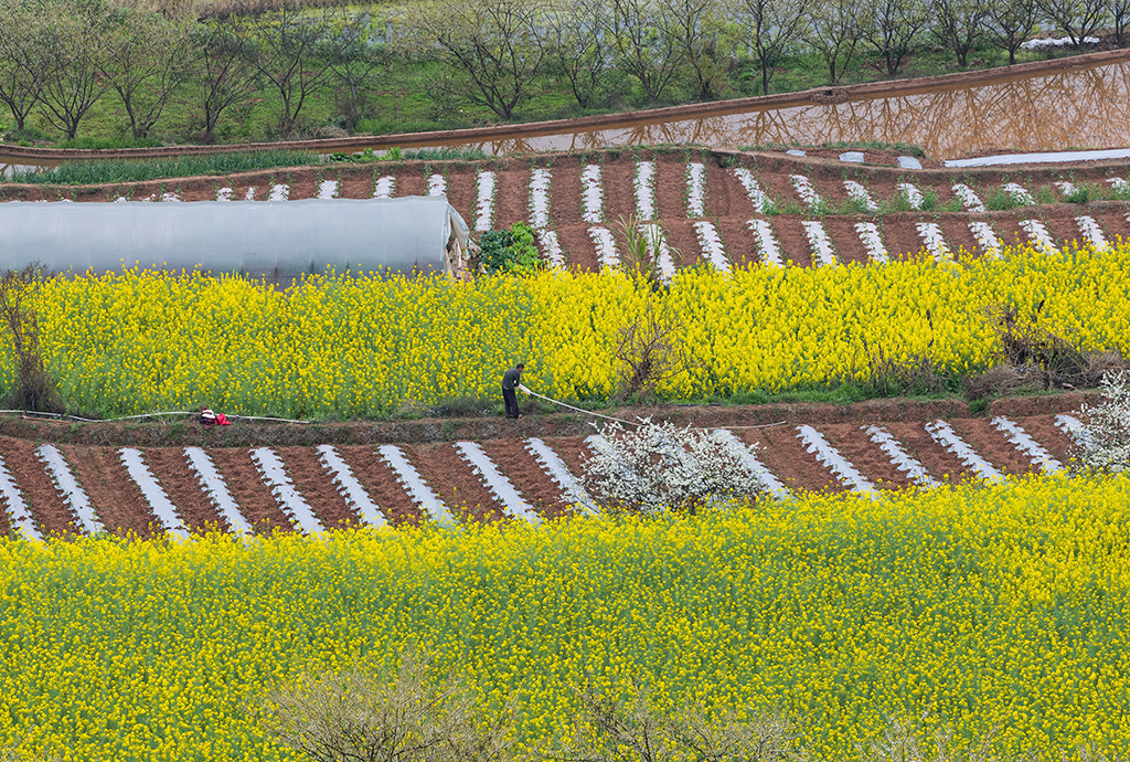 3月6日，天宫庙村村民在田地里耕作。