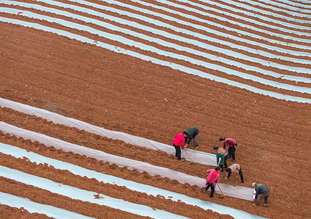3月6日，村民在天宫庙村覆地膜（无人机照片）。