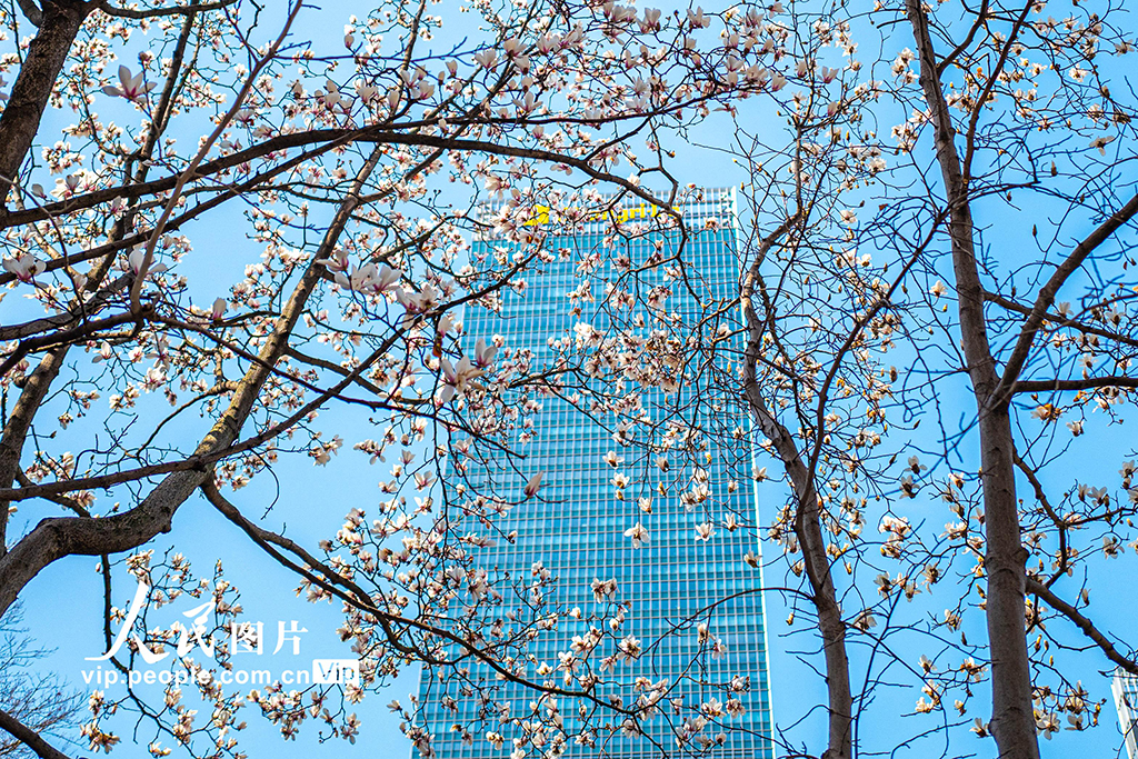 上海：白玉兰迎春绽放【2】