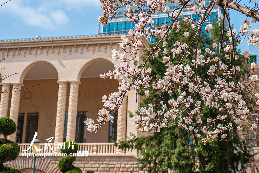 上海：白玉兰迎春绽放【4】