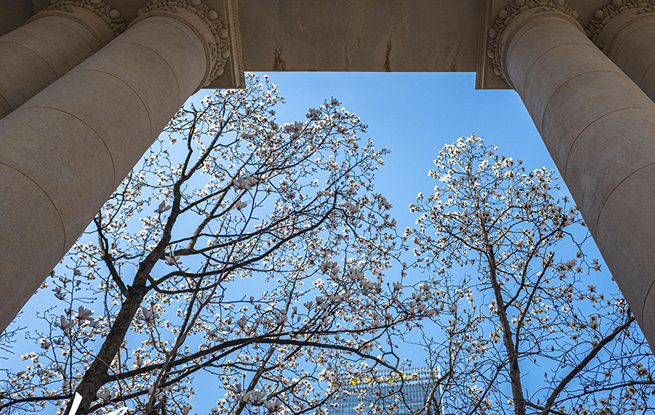 上海：白玉兰迎春绽放