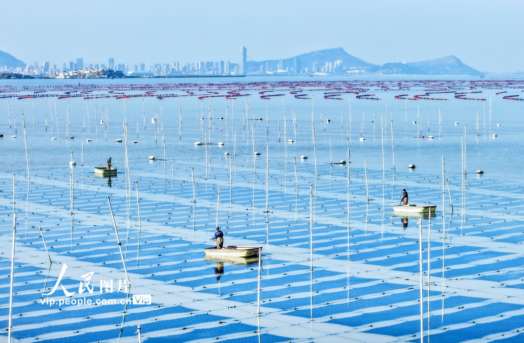 江苏连云港：“海洋牧场”春潮涌动【4】