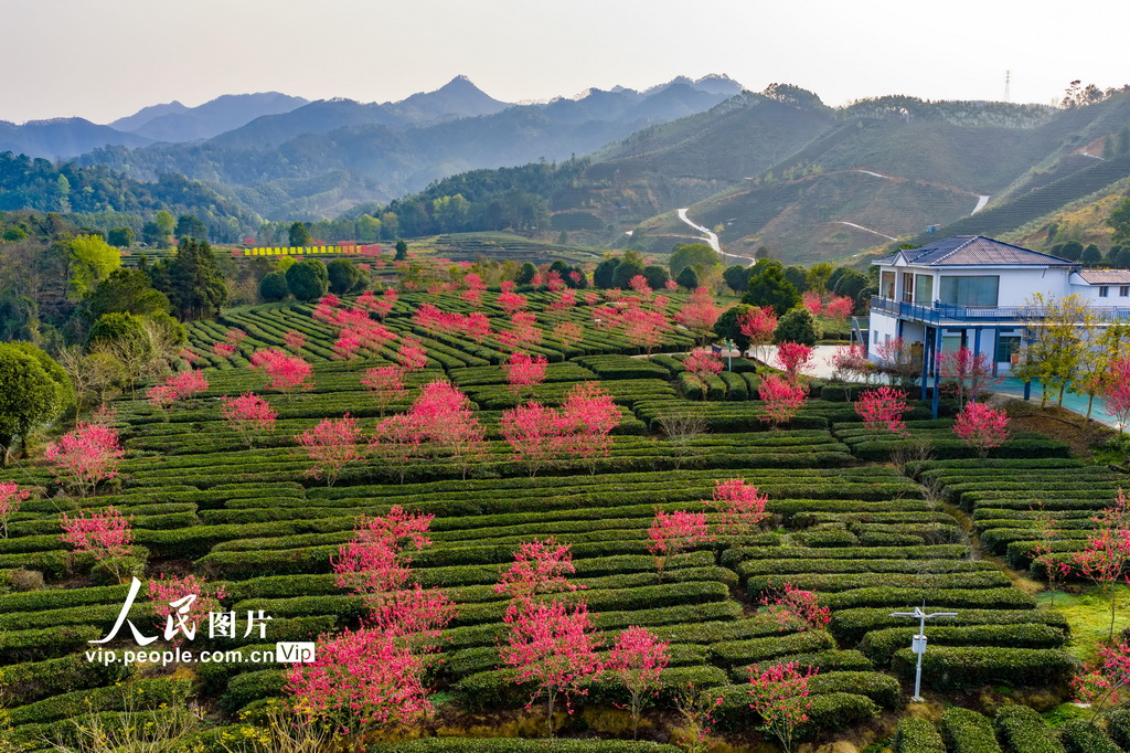 广西昭平：春日茶园景色美
