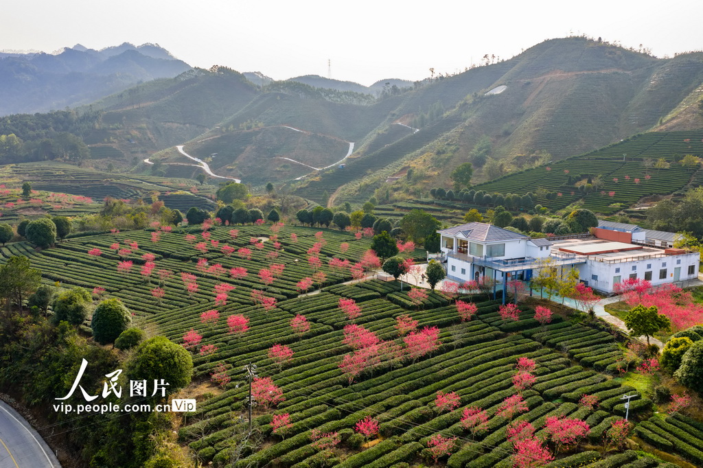 广西昭平：春日茶园景色美【3】