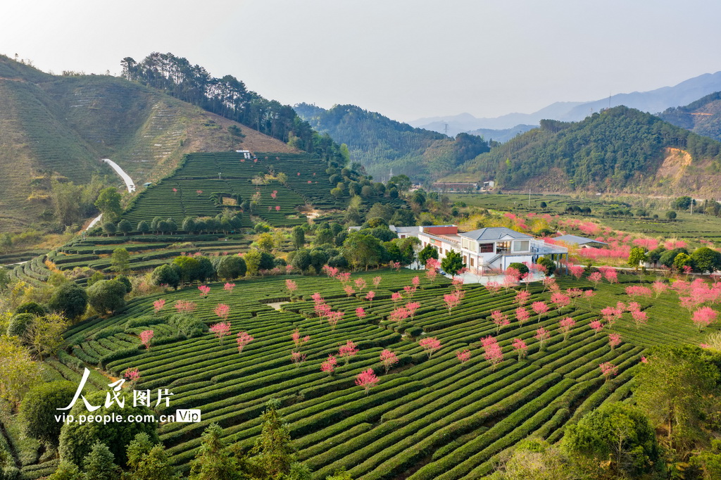 广西昭平：春日茶园景色美【4】