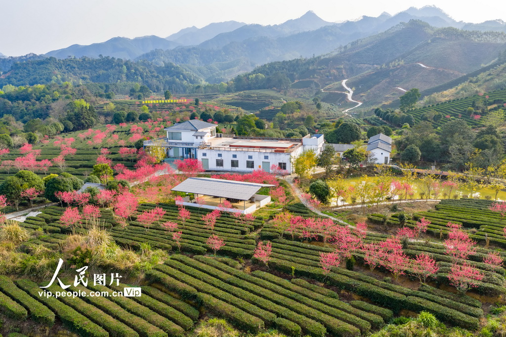 广西昭平：春日茶园景色美【5】