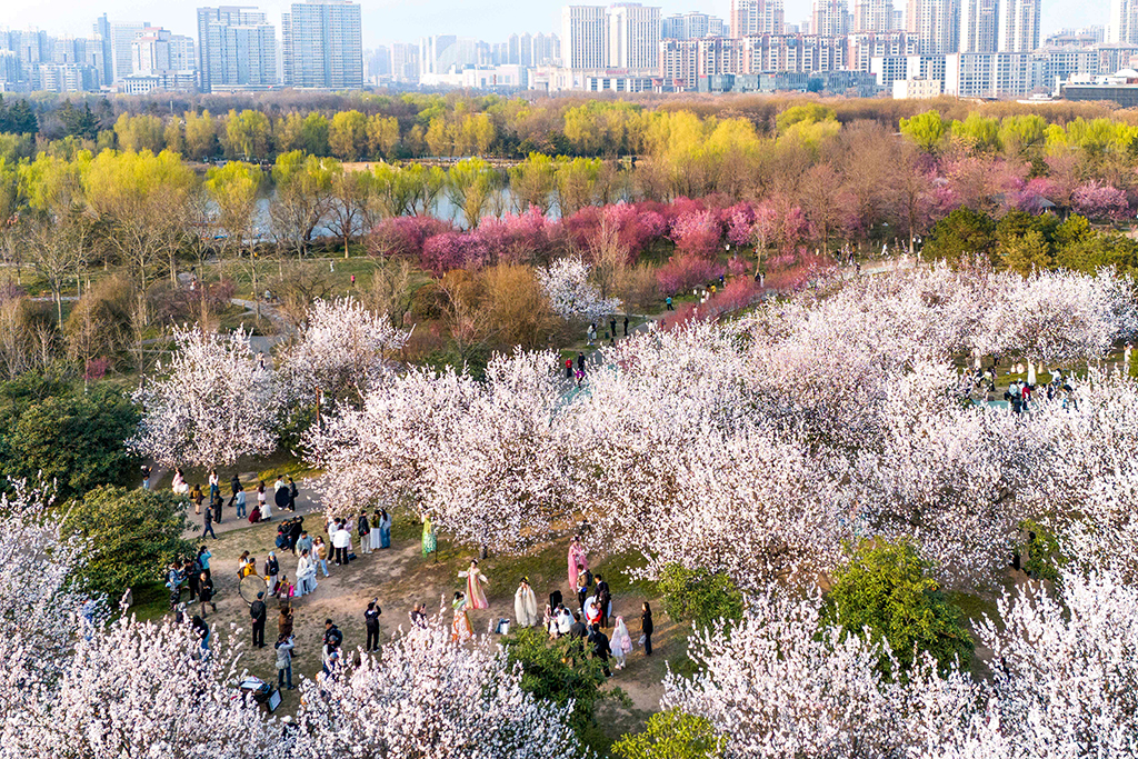 3月9日，游人在西安大明宫国家遗址公园赏花留影（无人机照片）。