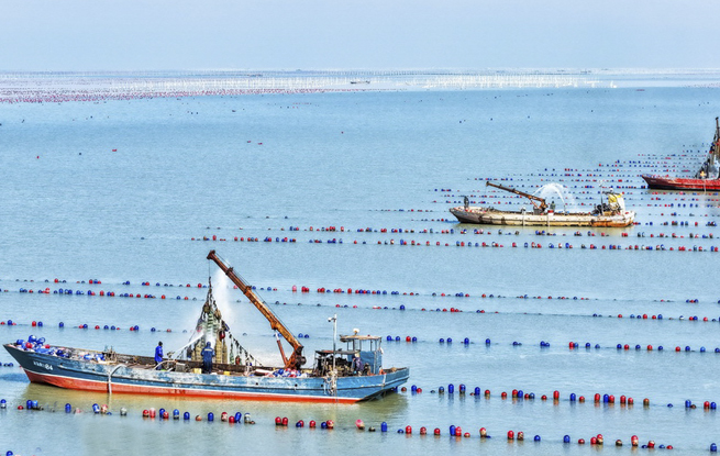 江苏连云港：“海洋牧场”春潮涌动