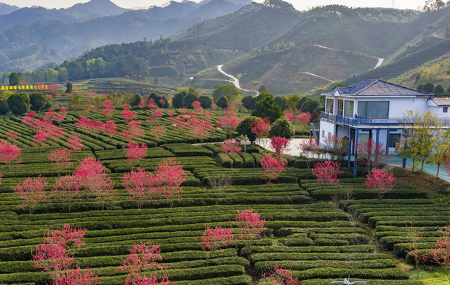 广西昭平：春日茶园景色美