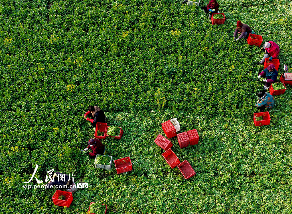 安徽利辛：采收菜薹【2】