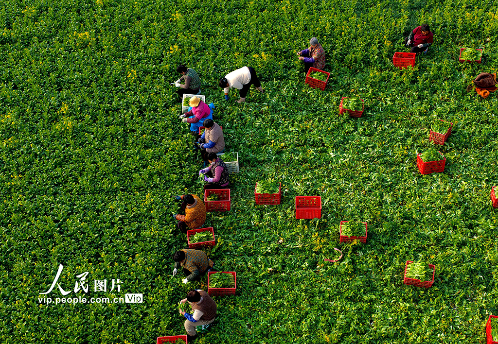 安徽利辛：采收菜薹【4】