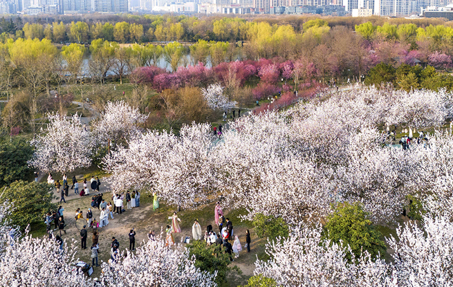 长安春日繁花开