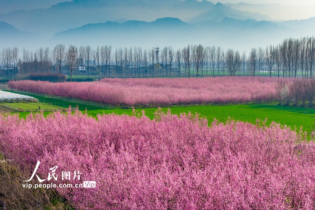 陕西西安：秦岭山下梅花绽放