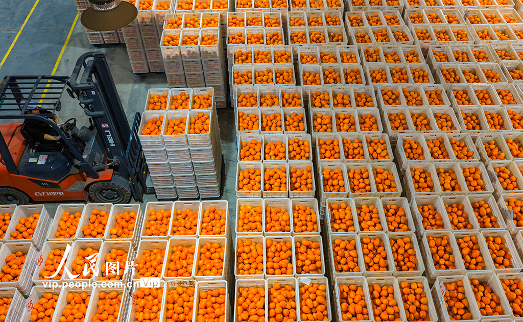 湖北秭归：春橙飘香助增收【2】