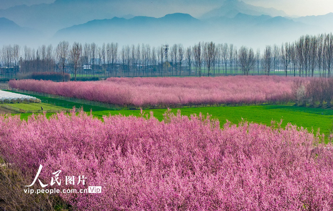 陕西西安：秦岭山下梅花绽放