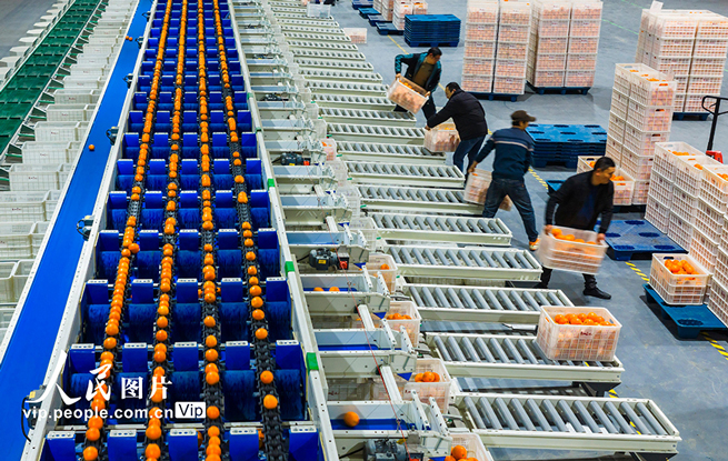 湖北秭归：春橙飘香助增收